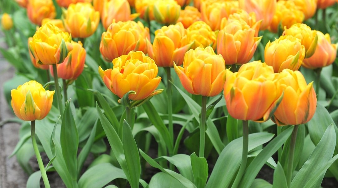 Thumbnail of Tulip Colors: What Colors Do Tulip Flowers Bloom?