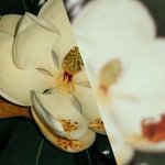 Thumbnail of Metaphorically speaking｜Dirt