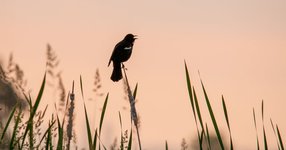 Thumbnail of More Birds Bring More Happiness, According to Science