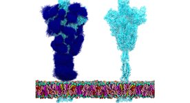 Thumbnail of ‘Low-sugar’ vaccine can provide broad immunity against coronavirus variants