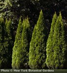 Thumbnail of Emerald Arborvitae