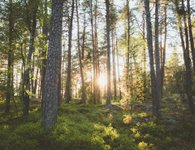 Thumbnail of tree.fm – Tune Into Forests From Around The World
