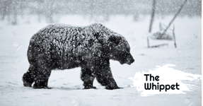 Thumbnail of The Whippet #179: Antarctica is not the answer