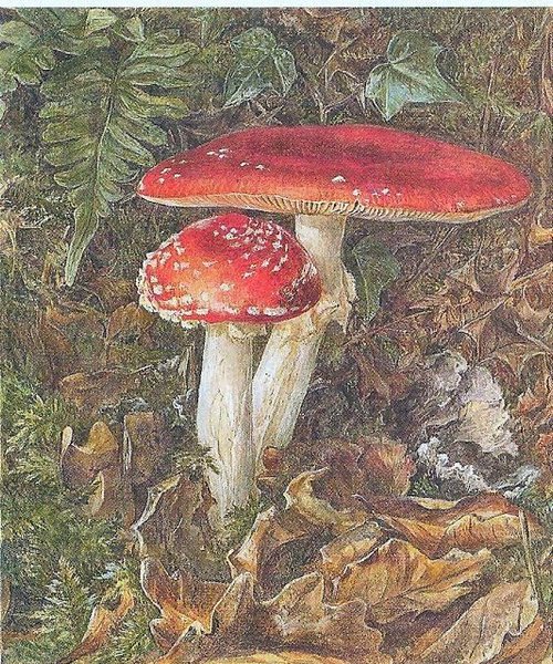 Thumbnail of Vicky Thompson