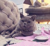 Thumbnail of Chris Baker on LinkedIn: 😺😸😻😽😼 Change Brands are the ultimate cat(alyst) among the…