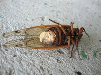 Thumbnail of Massospora cicadina - Wikipedia