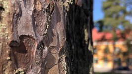 Thumbnail of 11: Post-traumatic urbanism and radical indigenism