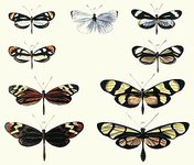 Thumbnail of Batesian mimicry