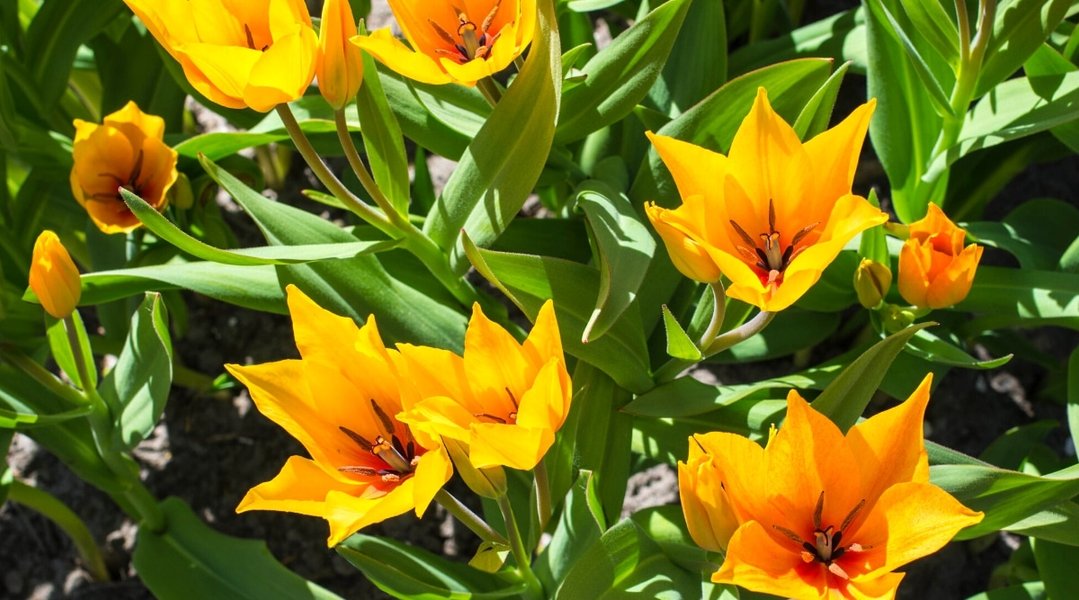 Thumbnail of Tulip Colors: What Colors Do Tulip Flowers Bloom?