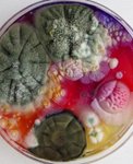Thumbnail of Found on Cosmos