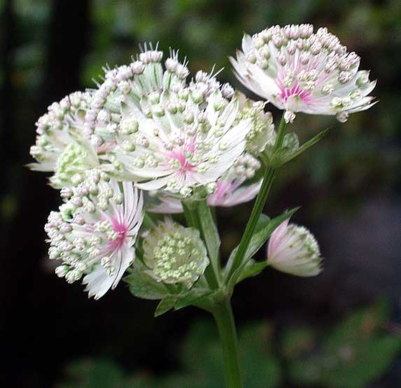 Thumbnail of masterwort flower - Google Search