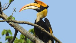 Thumbnail of Flight of the Magnificent Hornbills | Roundglass | Sustain