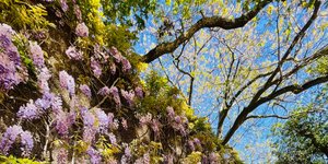 Thumbnail of If Loneliness Was A Flower: On Self-Integrity and the Art of Personal Tradition