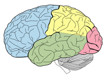 Thumbnail of Executive functions