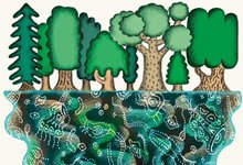 Thumbnail of Through the Looking Glass, and What Zheludev et al. (2024) Found There