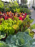 Thumbnail of Blue Springs Garden Center Serving Kansas City | Colonial Gardens
