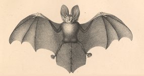 Thumbnail of Why Bats Shouldn’t Exist: The Limits of Knowledge, the Pitfalls of Prediction, and the Triumph of the Possible Over the Probable