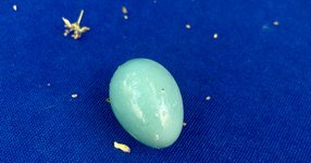 Thumbnail of Borges’s Mirror of Enigmas: Chance, the Universe, and the Fragile Loveliness of Knowing Who We Are