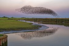 Thumbnail of The Incredible Science Behind Starling Murmurations