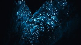 Thumbnail of Constellations Below: Lessons From Undersea Bioluminescence