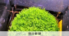 Thumbnail of コケ胞子、宇宙に9カ月でも8割生存「全滅かも……」予想裏切る：朝日新聞