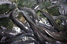 Thumbnail of 数千匹の希少ナマズが「壁を登る」様子を目撃 - ナゾロジー