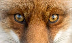 Thumbnail of The New Science of Animal Minds