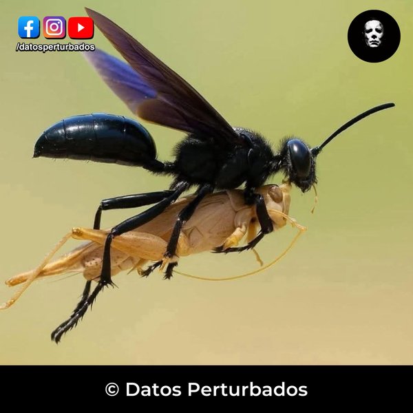 Thumbnail of Facebook