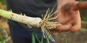 Thumbnail of Master List of Additional Harvests in a Kitchen Garden