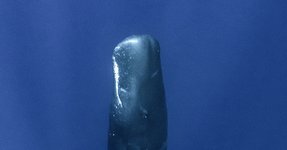 Thumbnail of The Ethics of Listening to Whales – A Conversation with James Bridle, Rebecca Giggs, César Rodríguez-Garavito and Emmanuel Vaughan-Lee