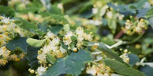 Thumbnail of Of Other Worlds: The Linden Tree