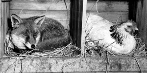 Thumbnail of The fox in liberalism’s henhouse