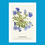 Thumbnail of NYBG Herbarium Viola Print