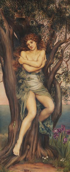 Preview of dryad11-jpg