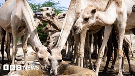 Thumbnail of Climate change is turbo-charging Somalia’s problems - but there's still hope