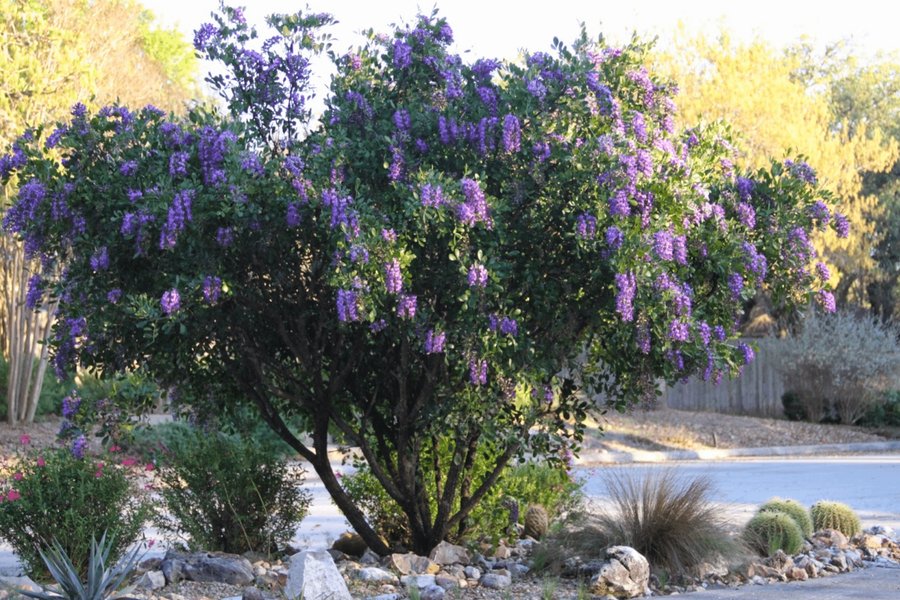 Thumbnail of mountain laurel tree - Google Search